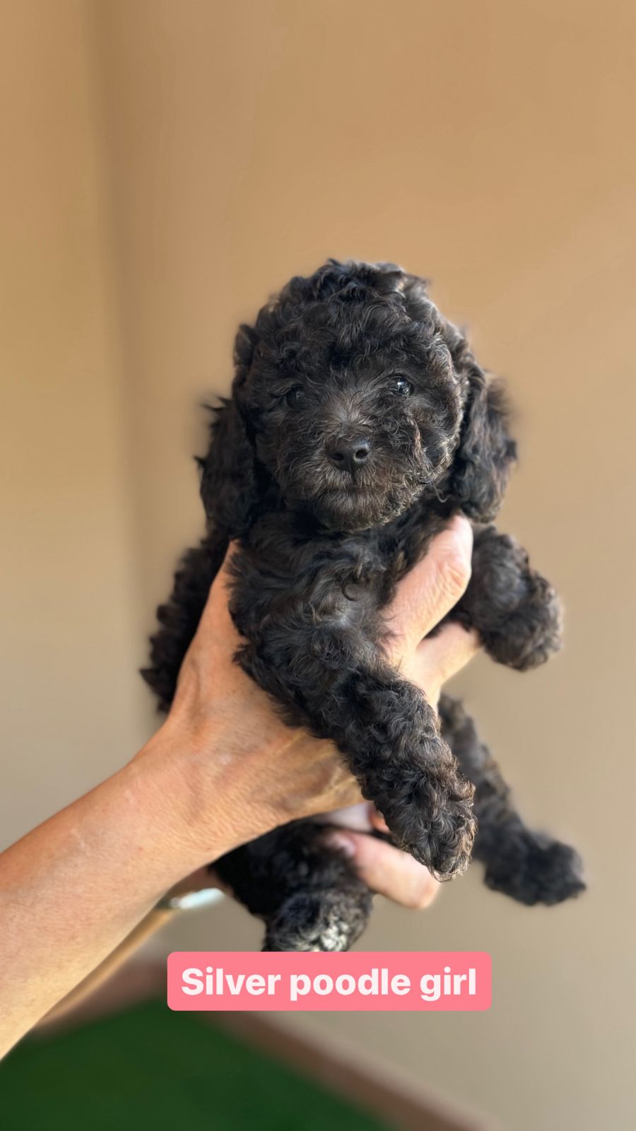 silver poodle girl