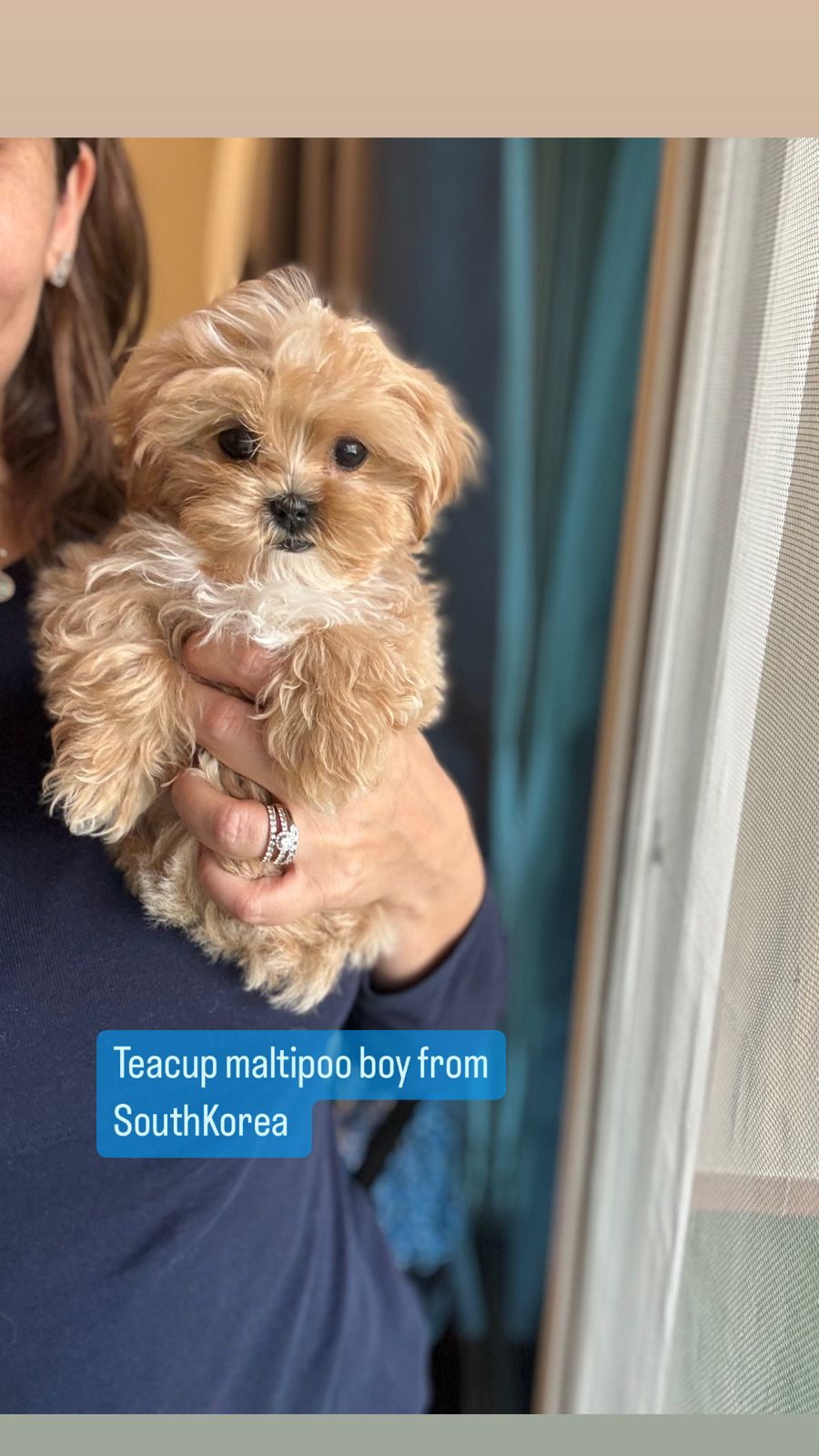 teacup maltipoo boy from south korea