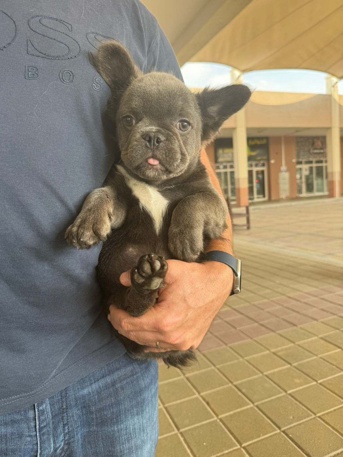 Fluffy French Bulldog girl