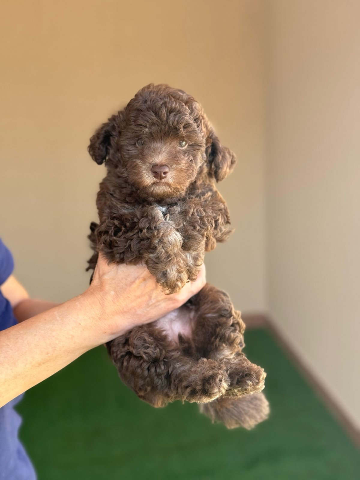 Silver beige mini poodle girl