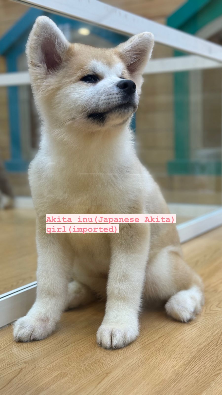 Akita inu puppy