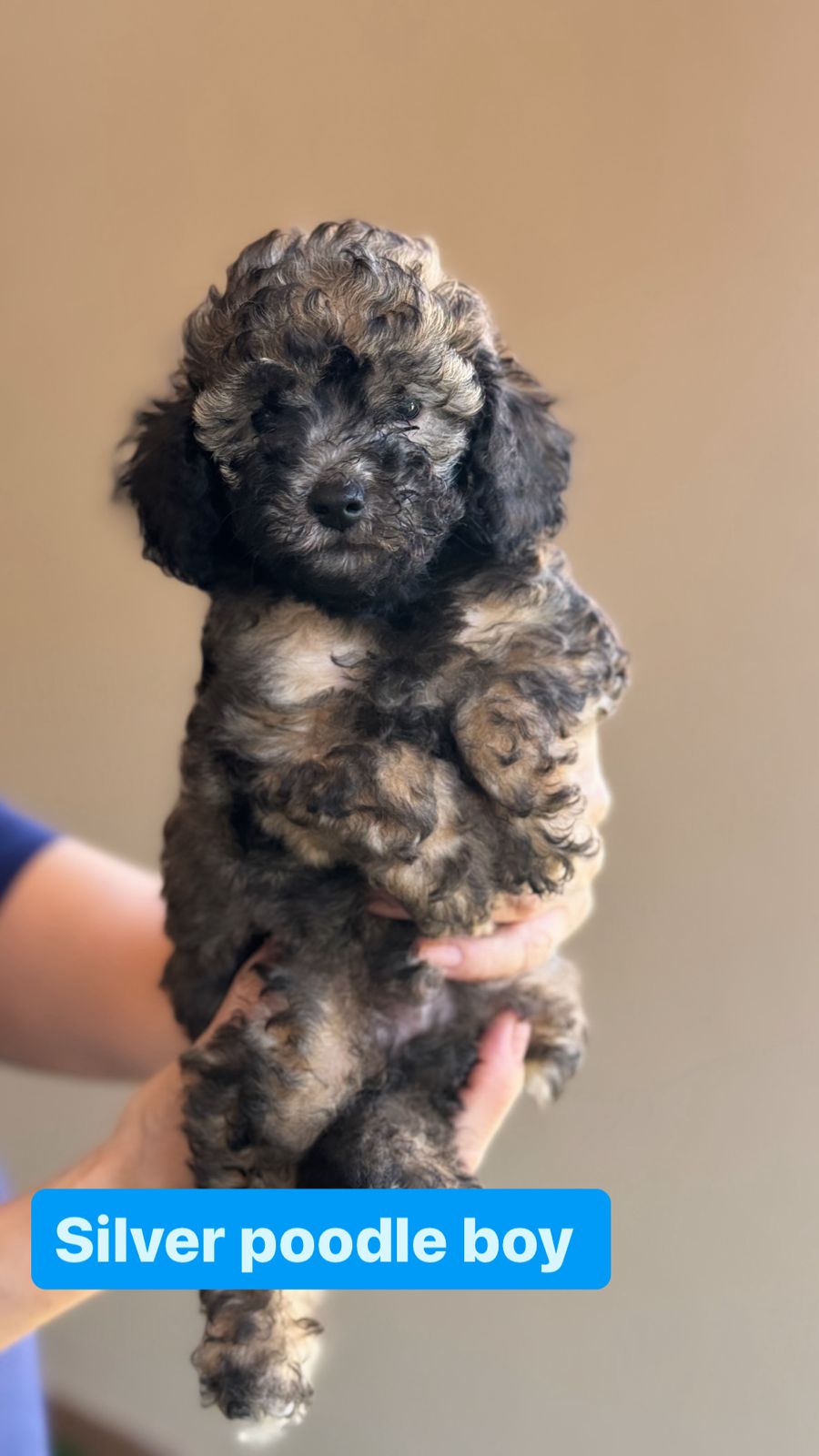 silver poodle boy 2