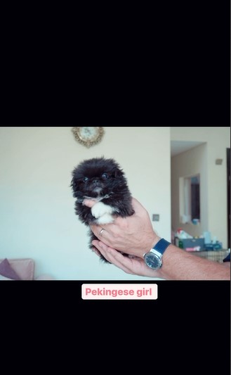 pekingese Girl