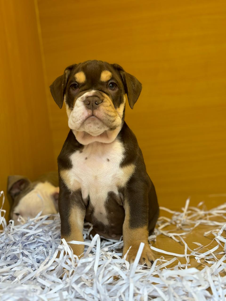 English bulldog girl chocolate