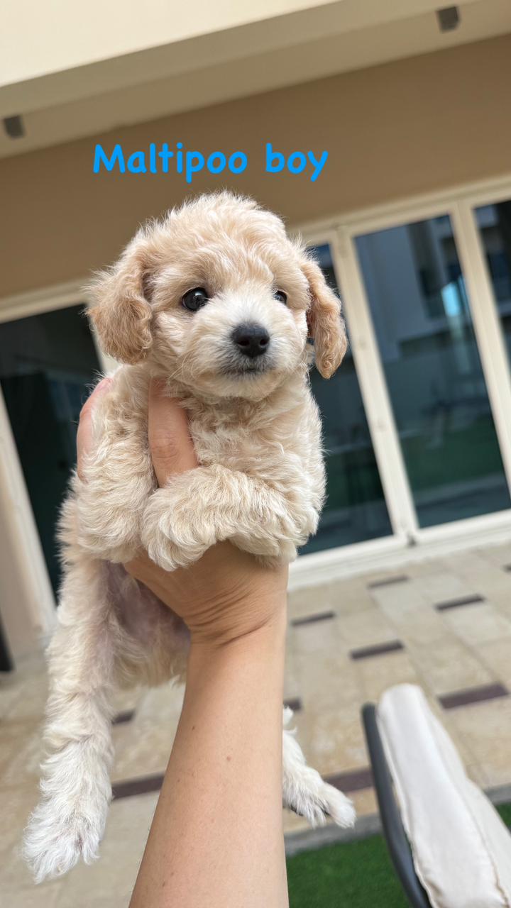 Maltipoo boy