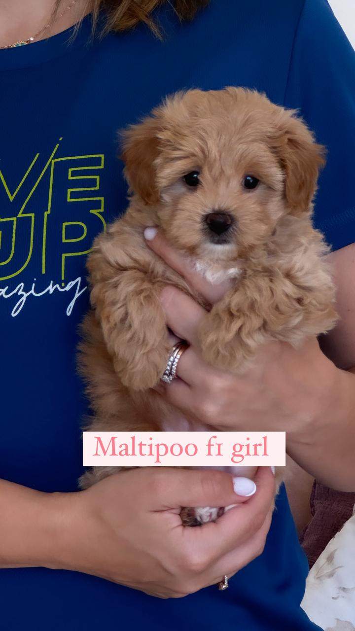 maltipoo fr girl