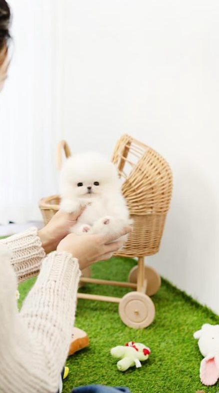 Teacup Pomeranian girls from South Korea