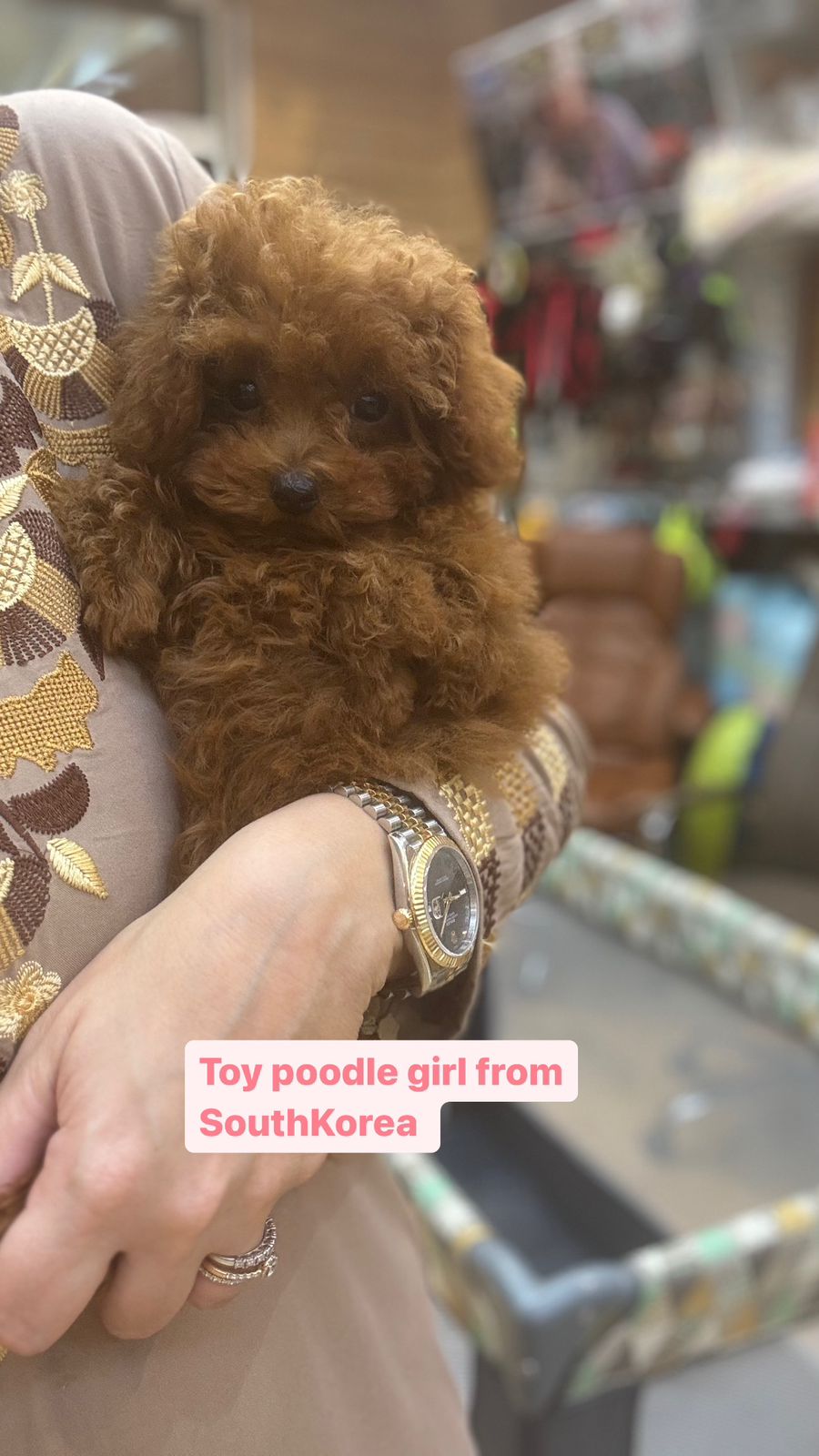 Toy poodle girl form South Korea