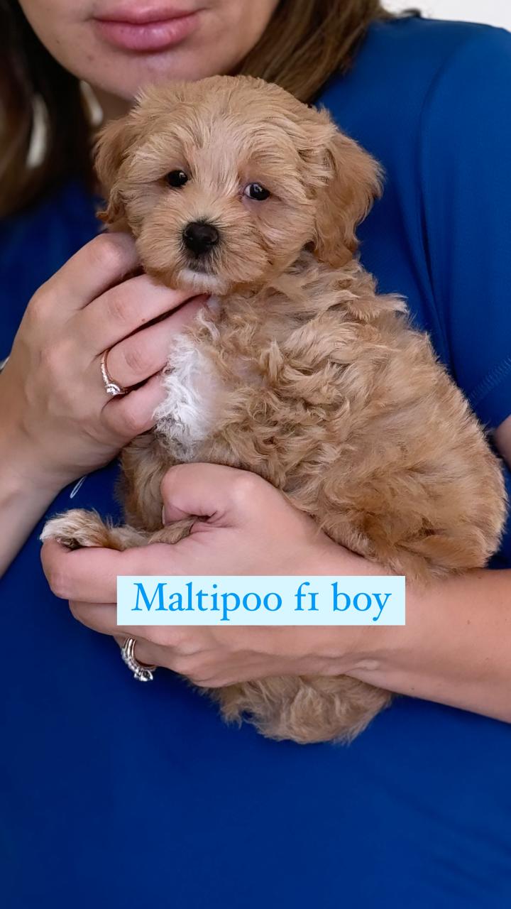 maltipoo fr boy