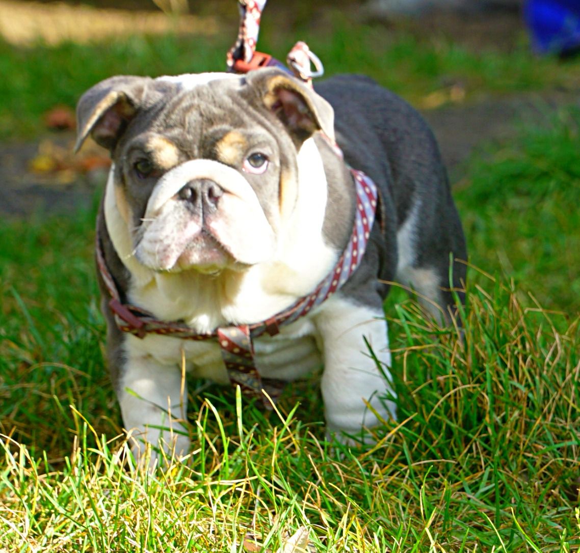 English bulldog male