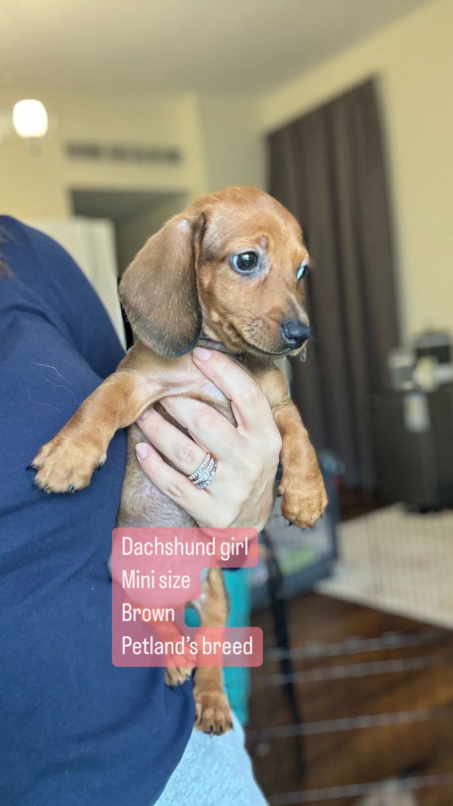 dachchand girl