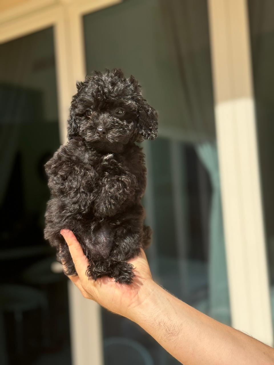 Teacup maltipoo girl