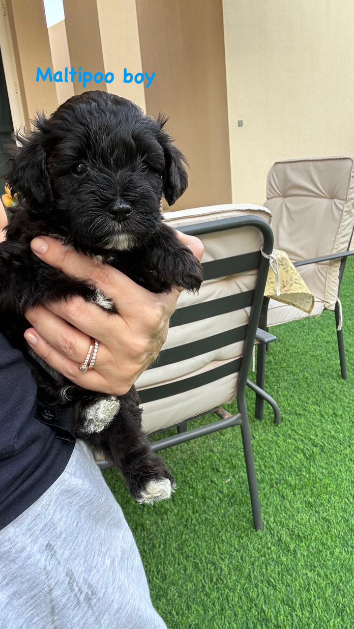 Maltipoo boy