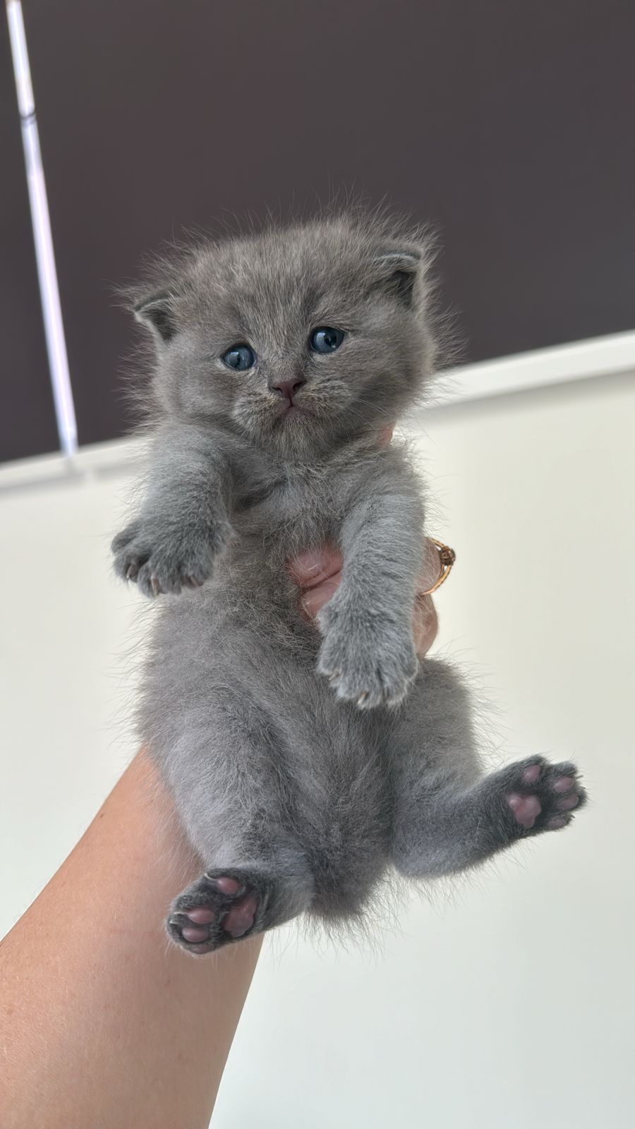 Scottish fold lilac boy