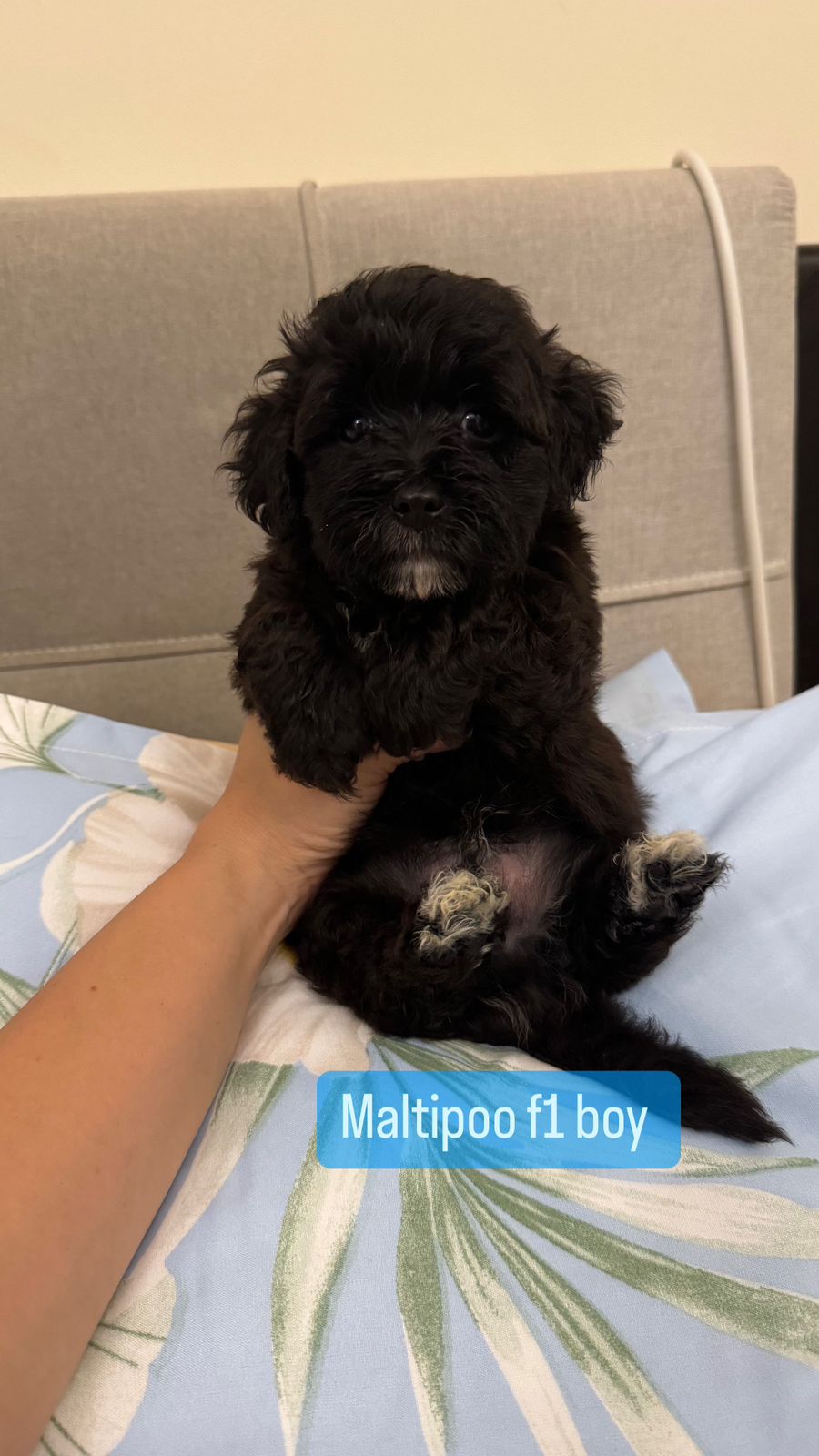 Maltipoo F1 Boy