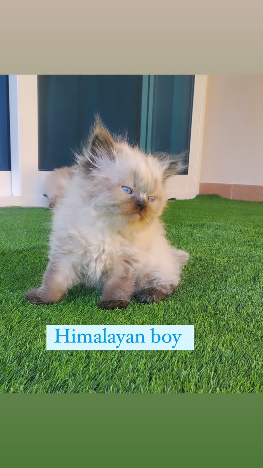 himalayan boy