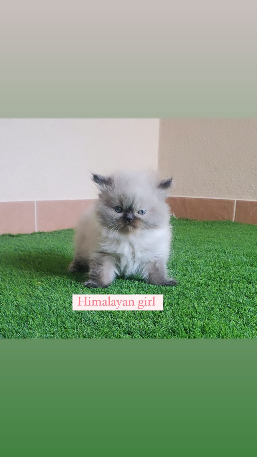 himalayan girl