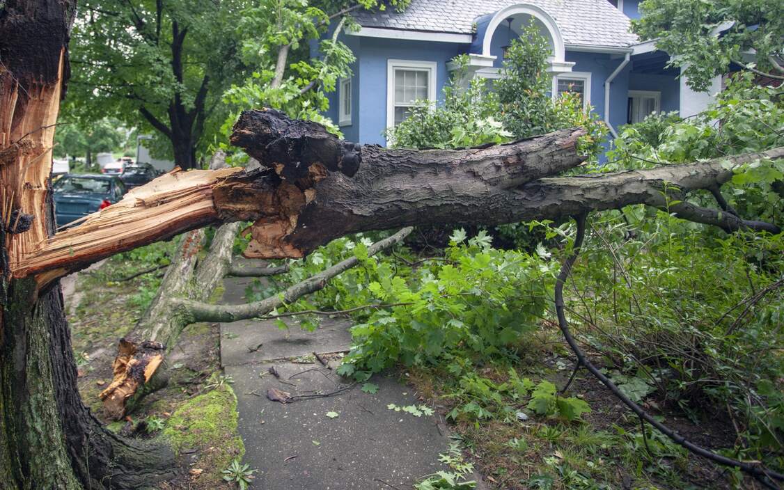 emergency tree services