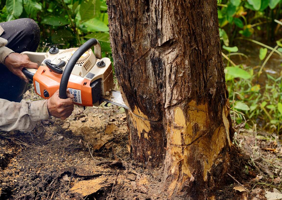 tree-removal-peoria-il2.jpg tree-removal-peoria-il2.jpg