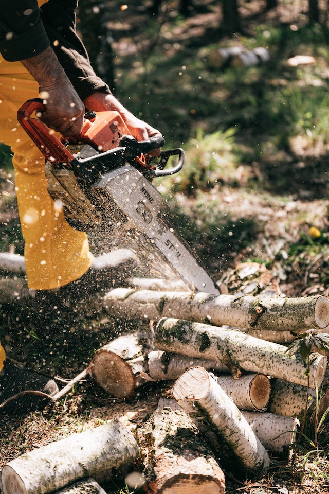 tree-service-in-Peoria-il.jpg tree-service-in-Peoria-il.jpg