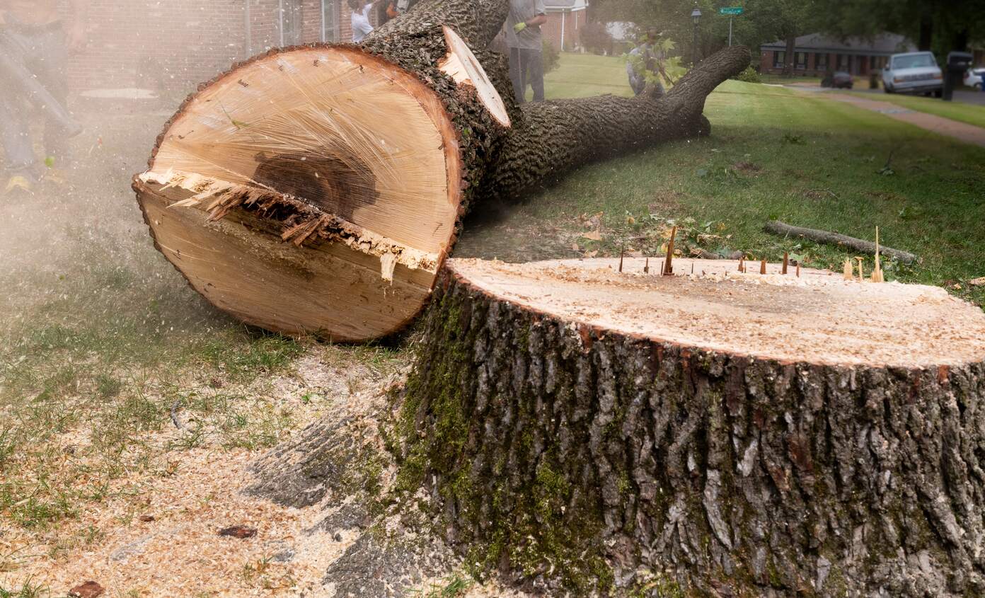 tree removal in peoria illinois