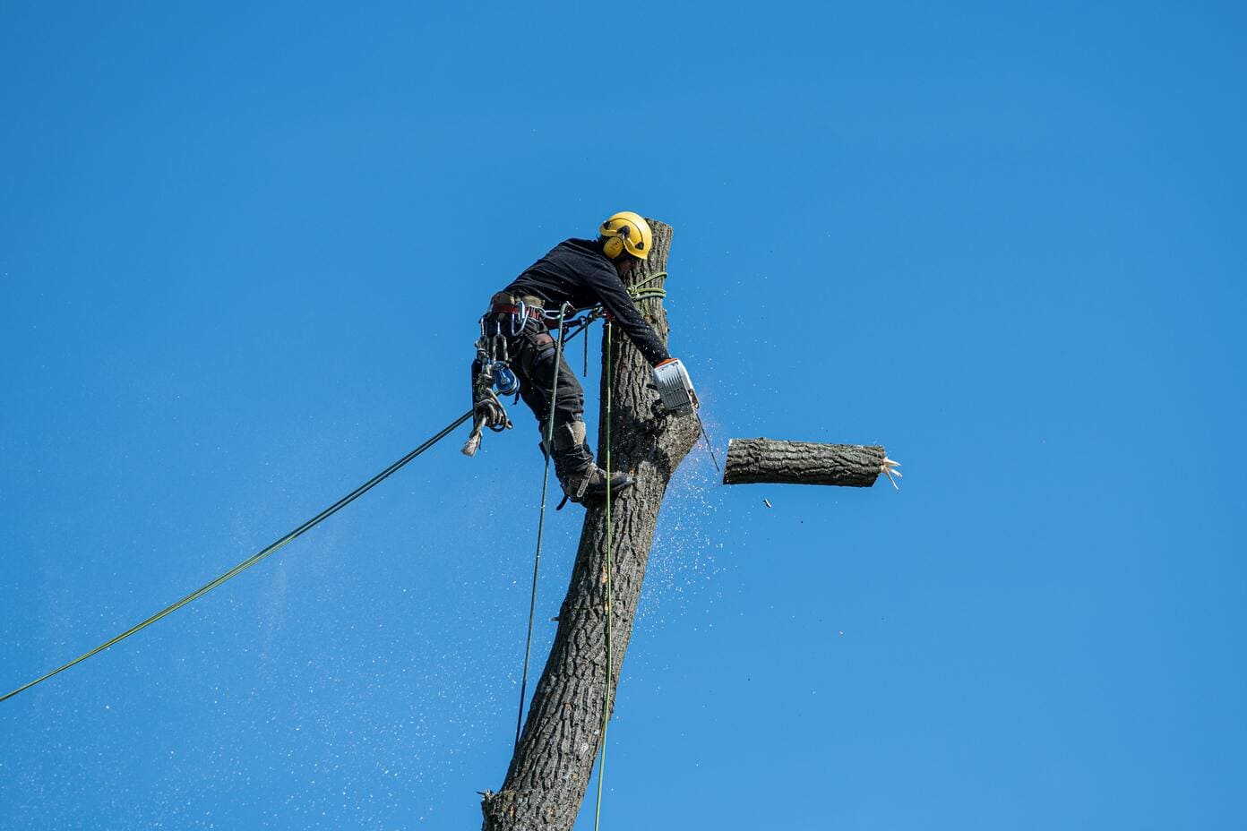 tree service in peoria il
