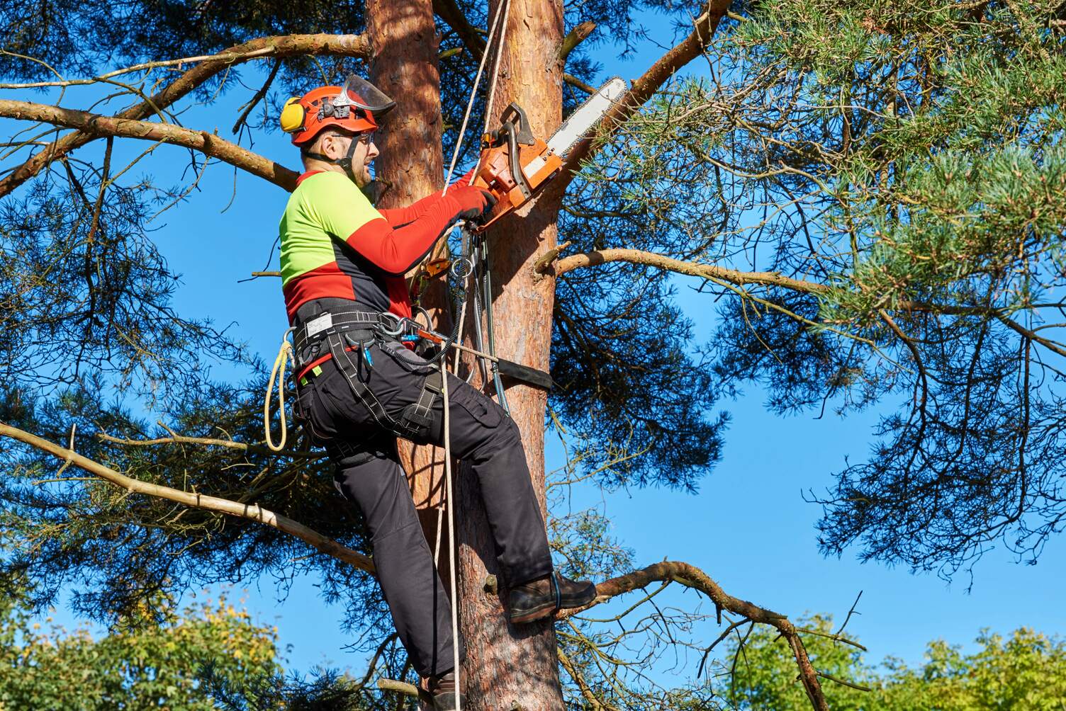 tree-trimming-peoria-il.jpg tree-trimming-peoria-il.jpg