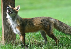 Fox