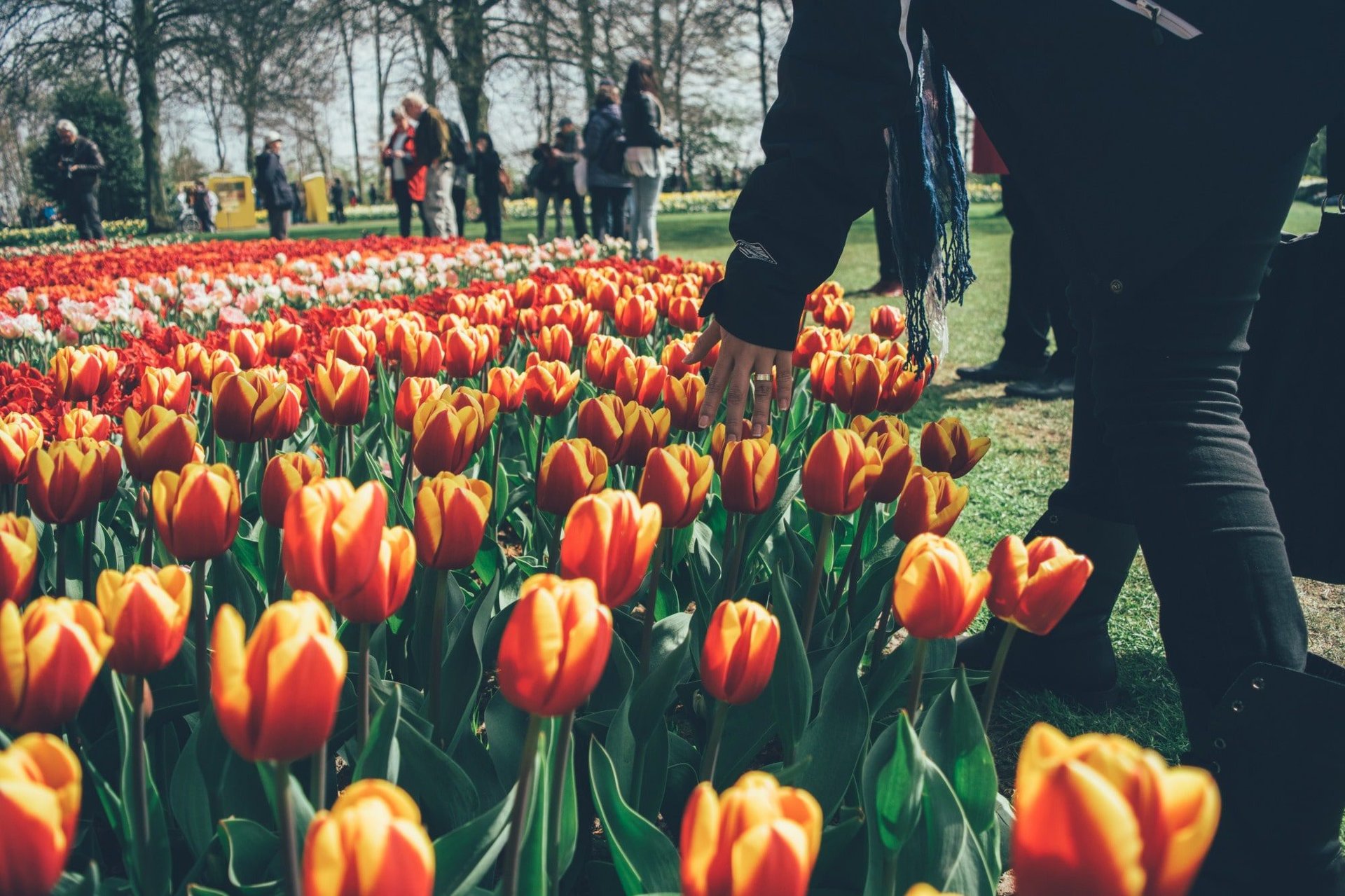 amsterdam-tulips-park-min