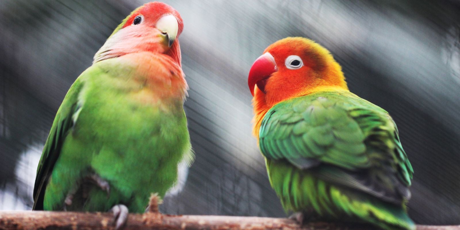 Amsterdam parakeets