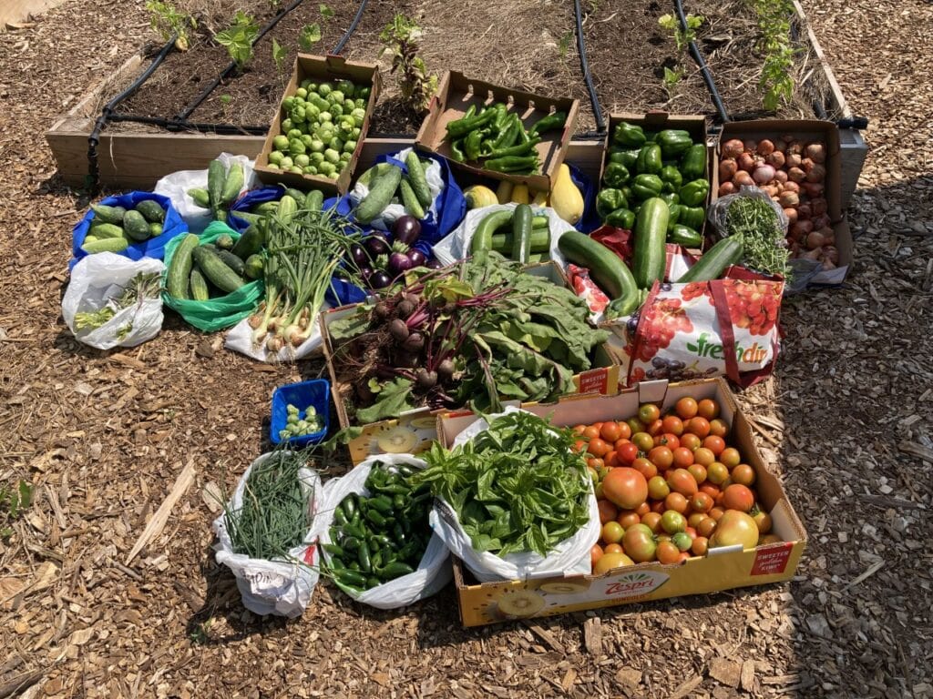 BGG-harvest-1024x768-min img-100