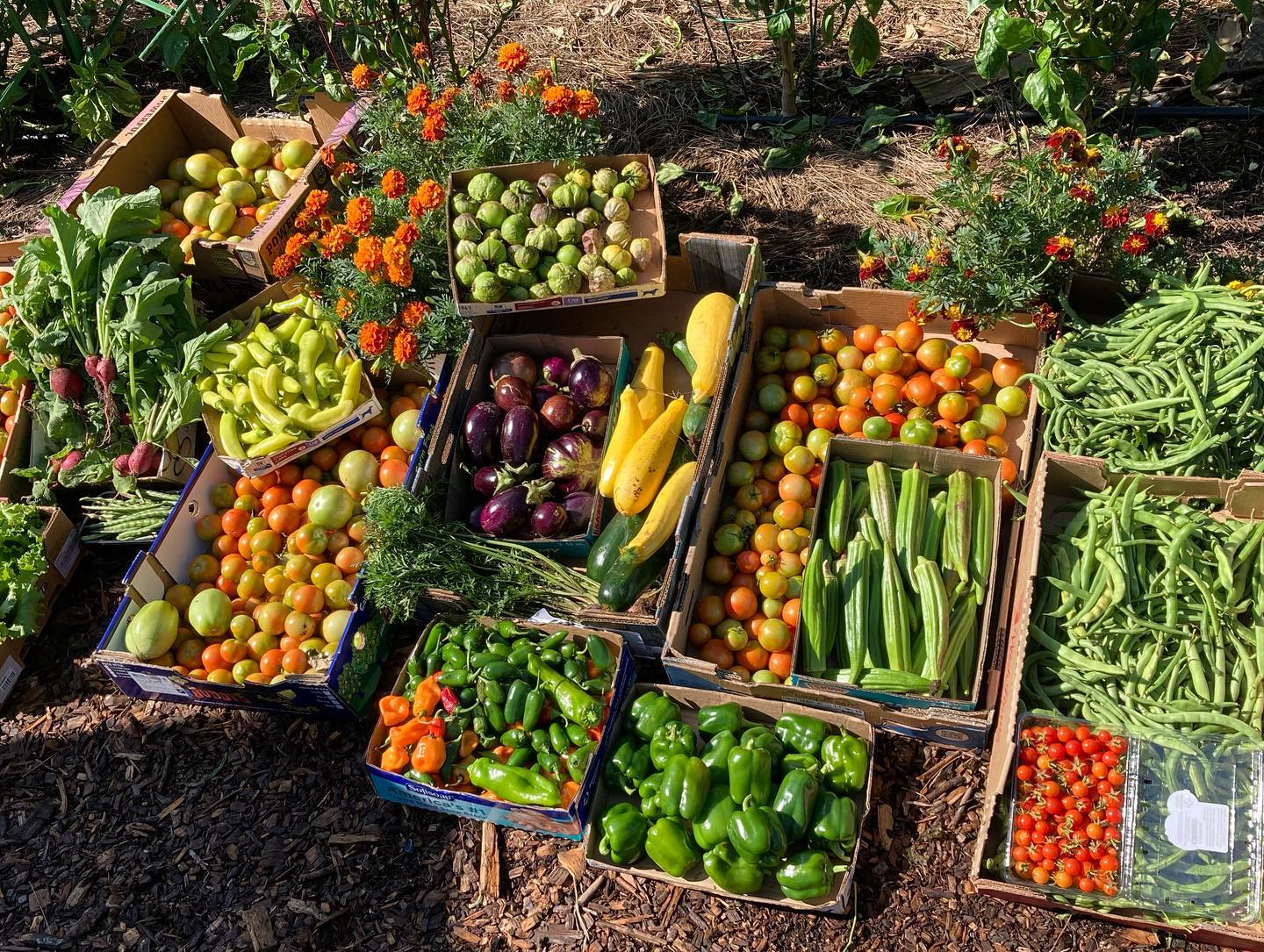 harvest 2-min img-95