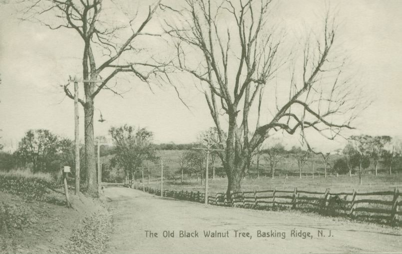 BR_RoadView1_c1911 Walnut-min img-126