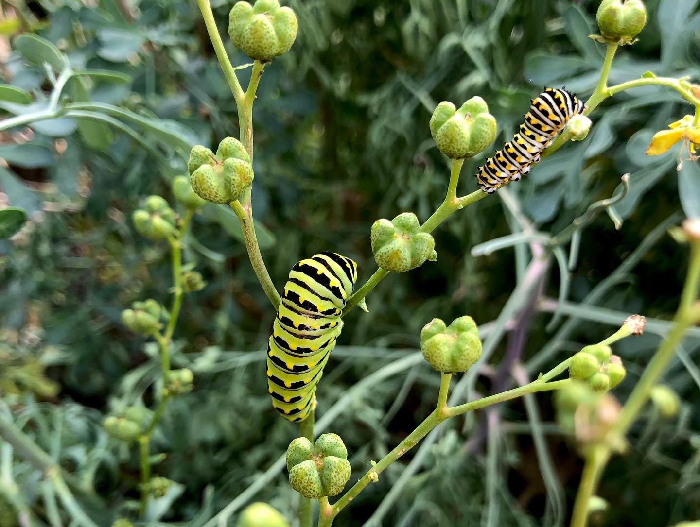 butterfly catepillars-min img-90