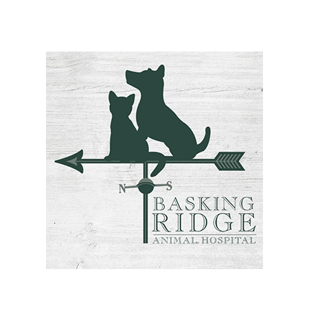 basking ridge animal hospital img-20