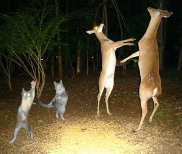 Radass Daily Pics. (40)