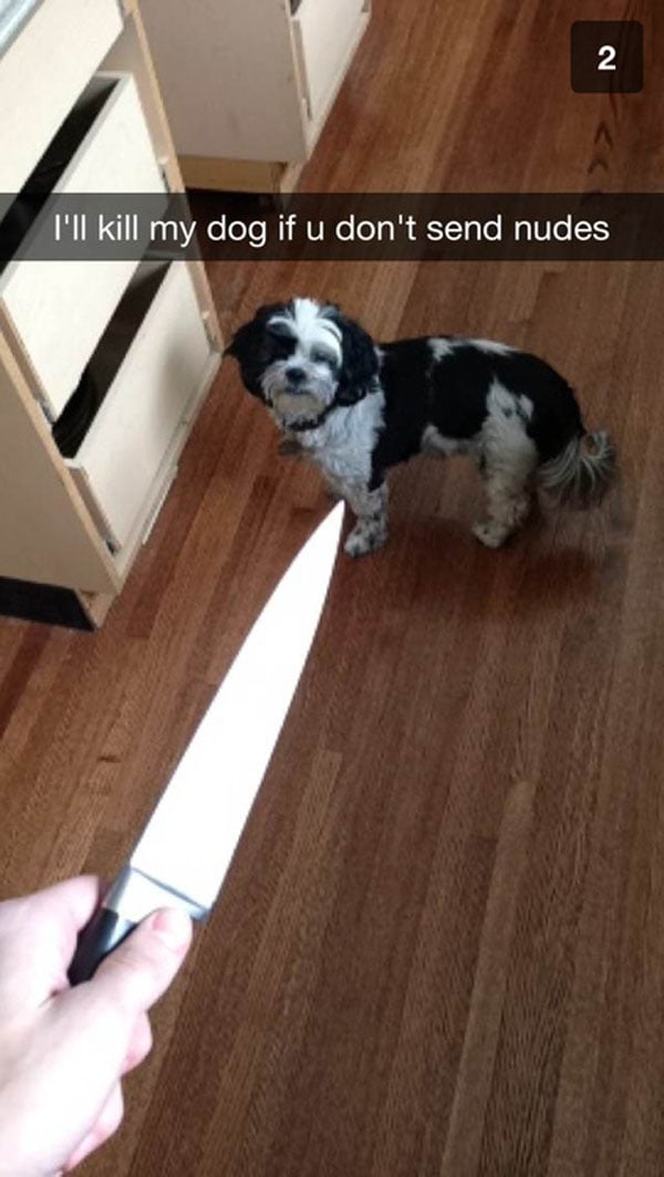 A person executing Snapchat just right by playfully holding a knife in front of a dog.