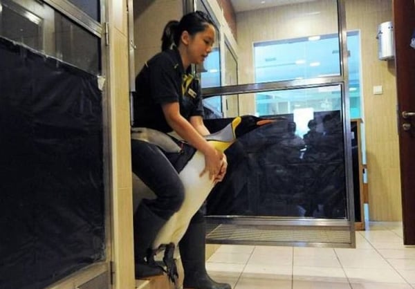 A woman sitting on a penguin in a bathroom, but...
