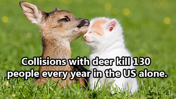 Shocking Thing s That Kill People Every Day. (30)
