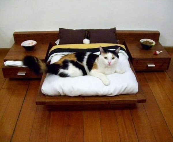 A calico cat lounging on a wooden bed, tempting you to