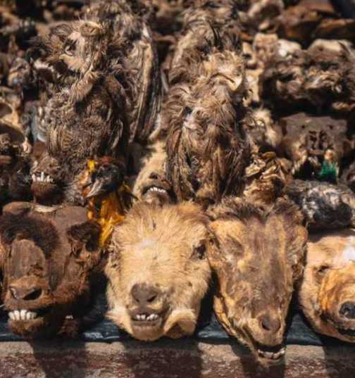 Yes, voodoo (or vodou) is much more than sticking needles in creepy dolls – if anyone actually does that, to be more precise. Let’s dive deeper into it.