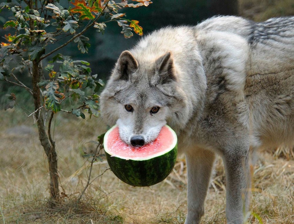 img-37