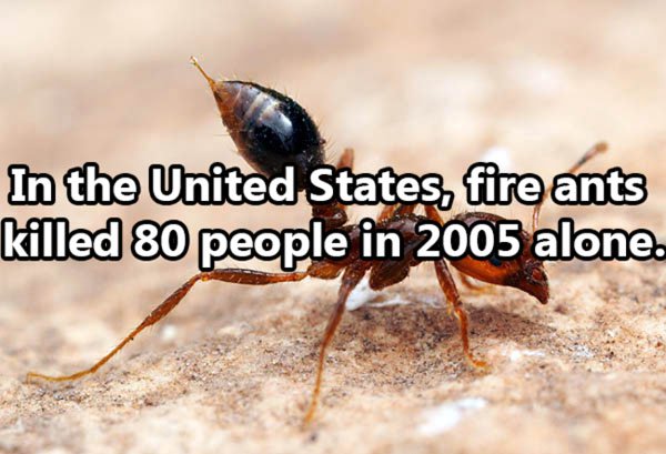Shocking Thing s That Kill People Every Day. (8)