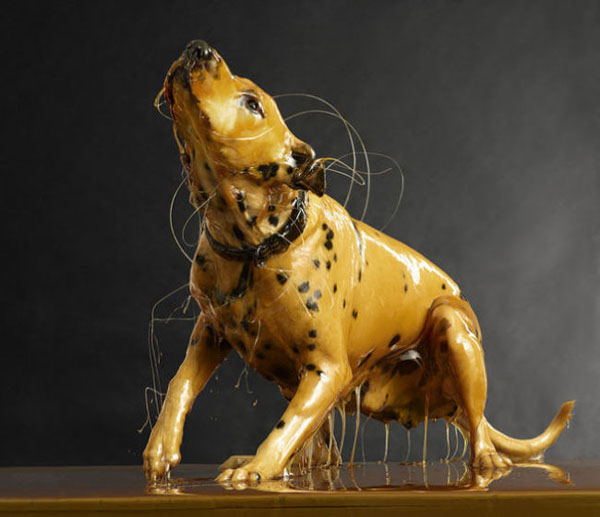 A dalmatian dog is sitting on (top of) a table.