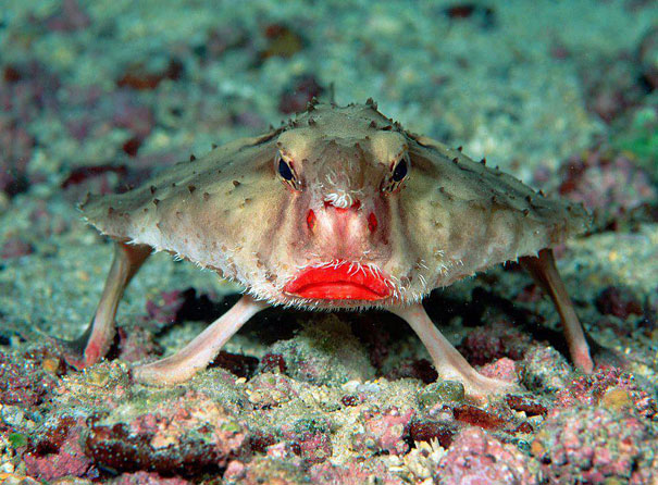 A sting ray with a red mouth is sitting on the sand.
