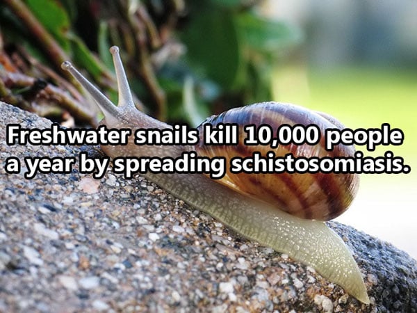Shocking Thing s That Kill People Every Day. (34)