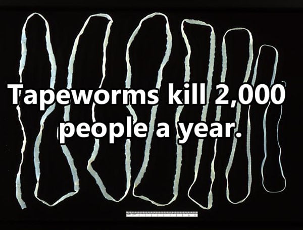 Shocking Thing s That Kill People Every Day. (9)