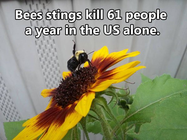 Shocking Thing s That Kill People Every Day. (15)