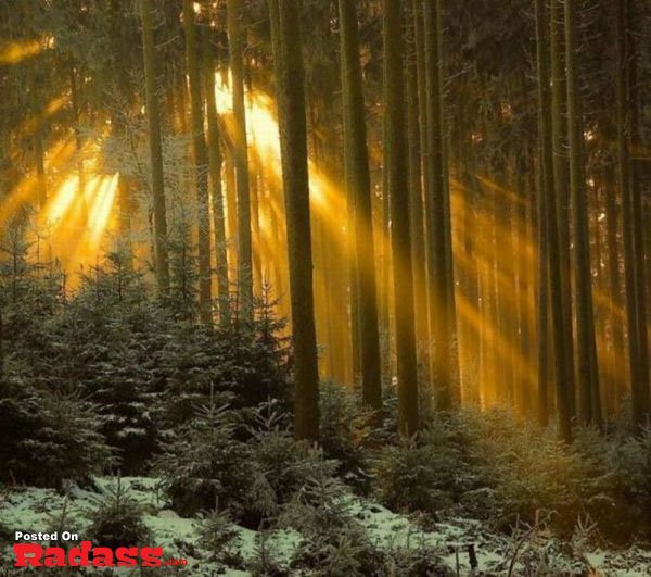 The sun shines through the trees in a snowy forest, inviting you to