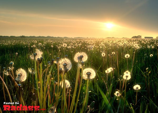 Escape from civilization in a field of dandelion flowers.